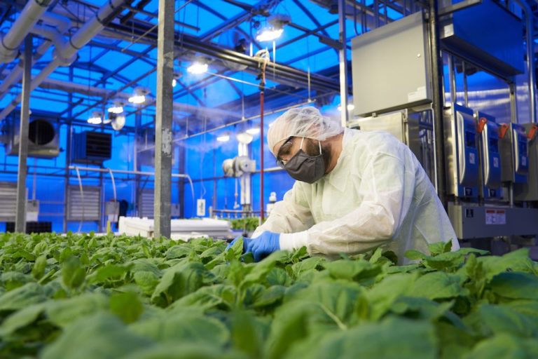 A greenhouse worker wearing a mask, hairnet, safety glasses and white coveralls tends to rows of plants on a large table.