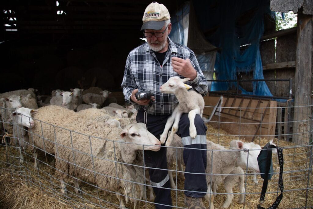 Canadian farmers dream of blockchain sheep - The Logic