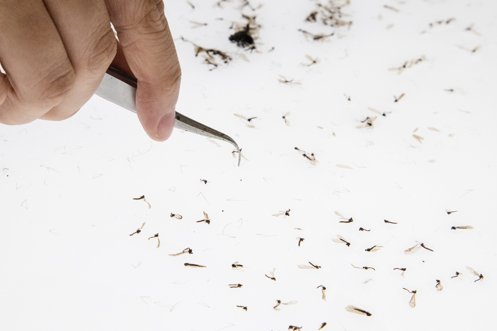 A pair of tweezers closes in on a fly-like insect, with many other of its kind laid out around on a white background.