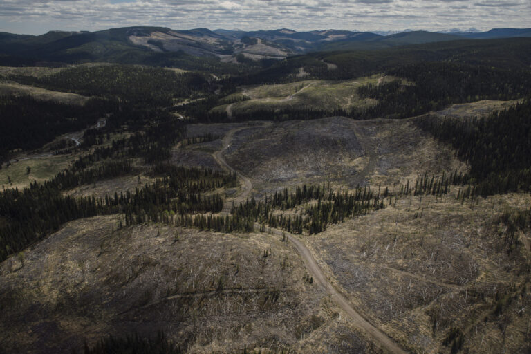 An aerial view of a partially logged forested area, with a road winding through the evergreen trees.