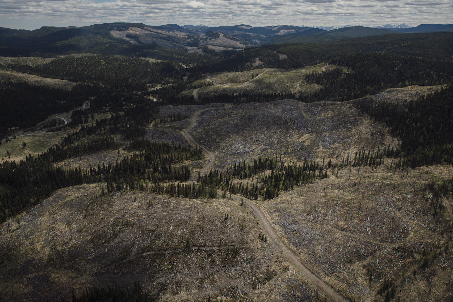 An aerial view of a partially logged forested area, with a road winding through the evergreen trees.