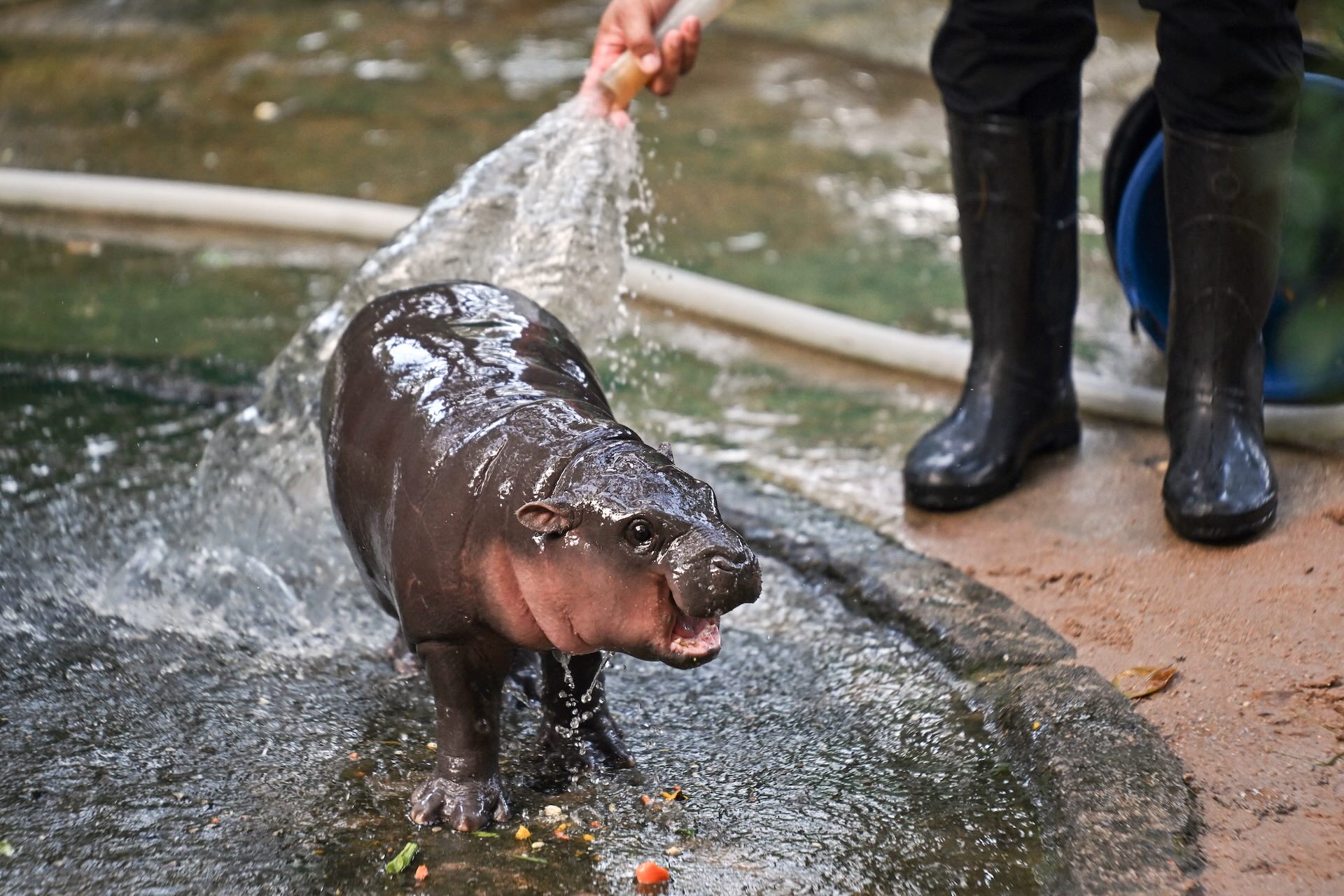 A baby hippo is being sprayed with water by a person wearing rubber boots.