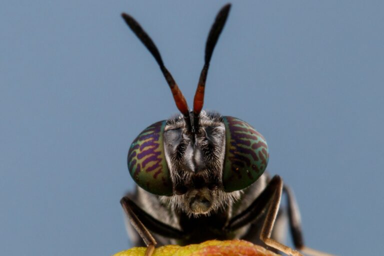 A close-up of a black soldier fly.
