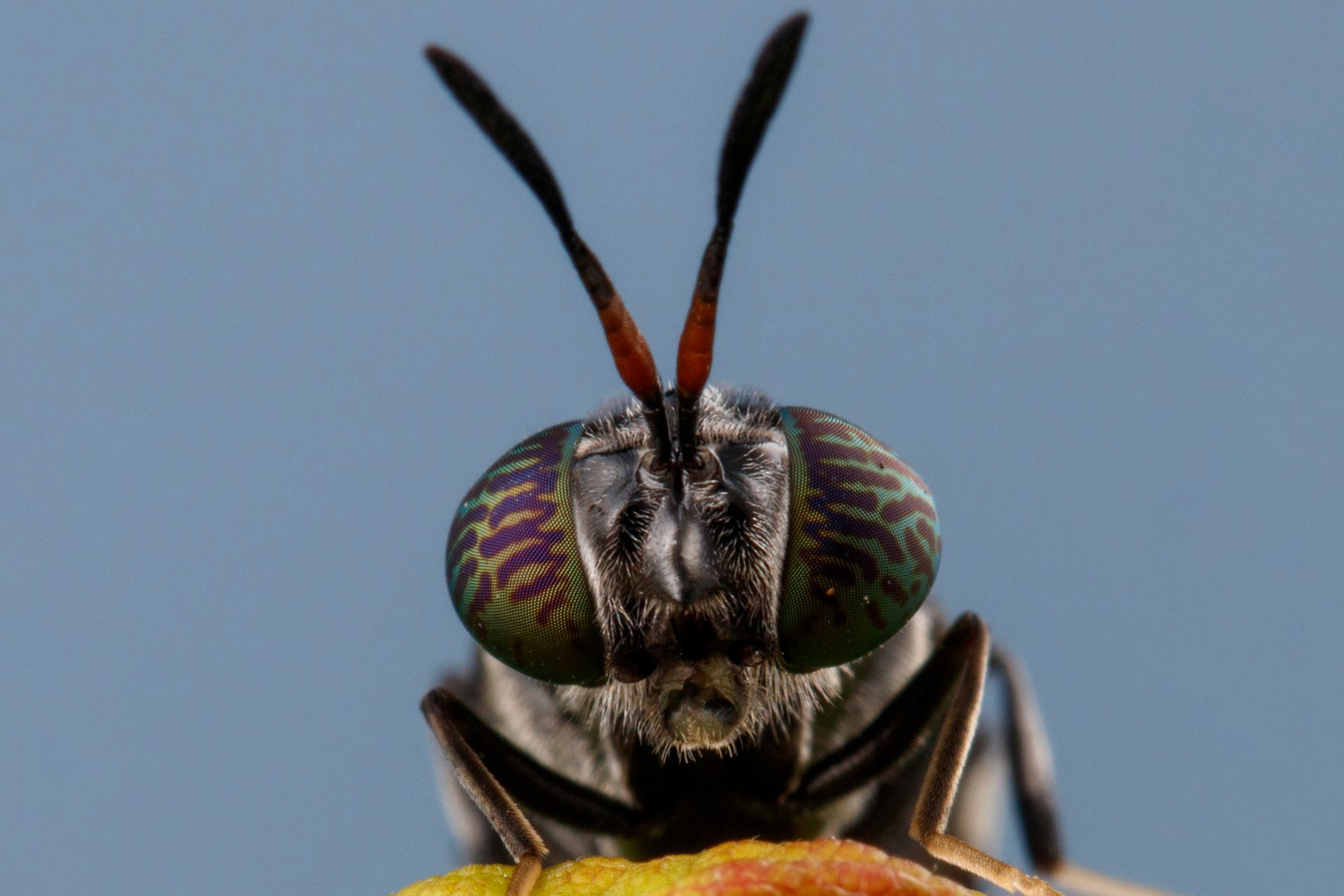A close-up of a black soldier fly.