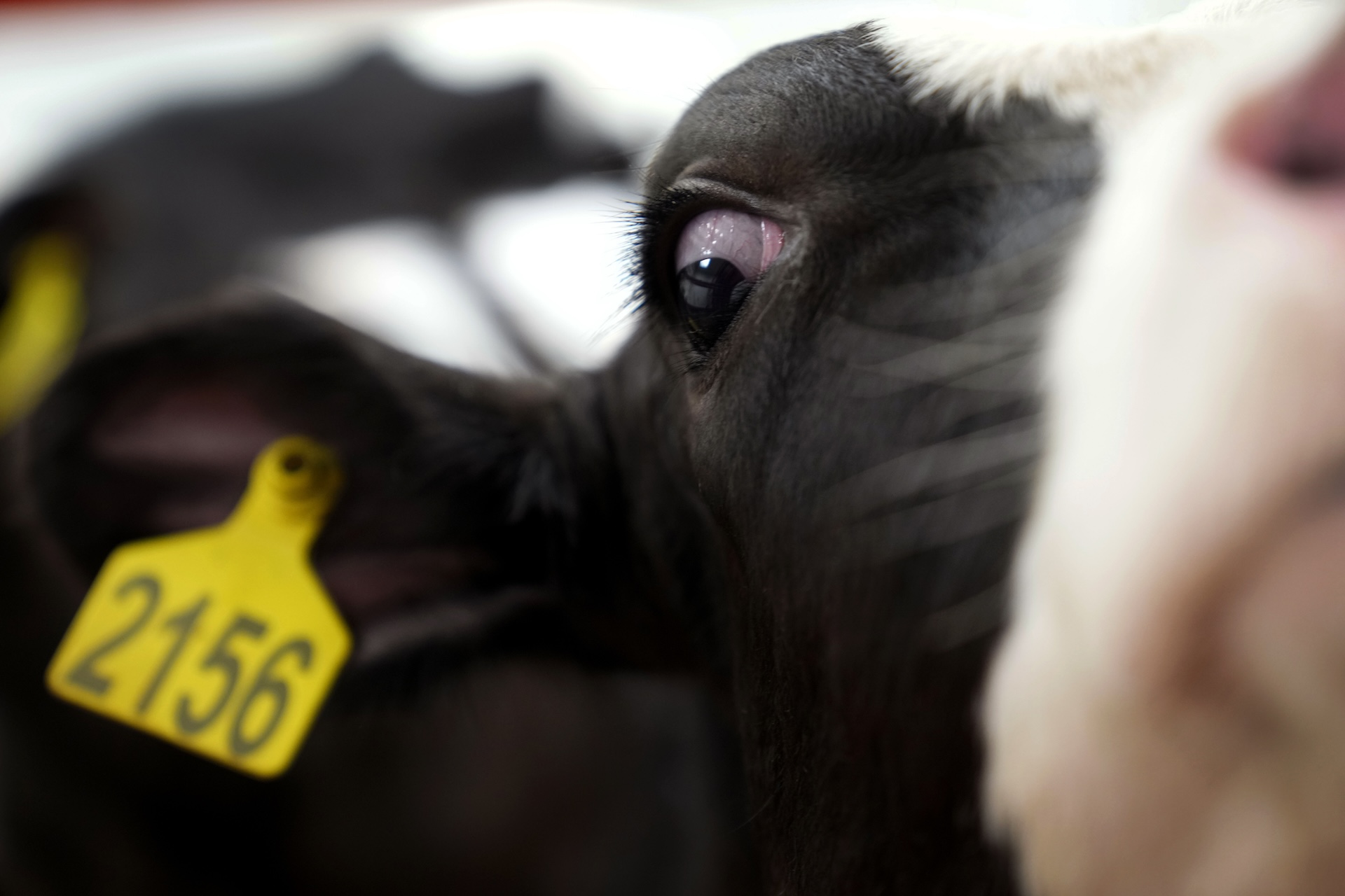 A close-up image of a cow's face with an ear tag visible.