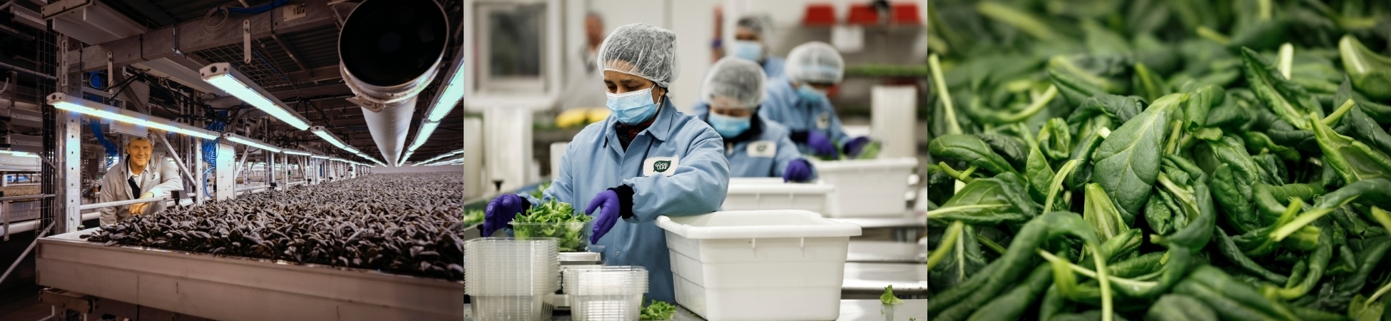 Workers package GoodLeaf Farms products at the company's indoor vertical farm in Calgary, in February 2025.