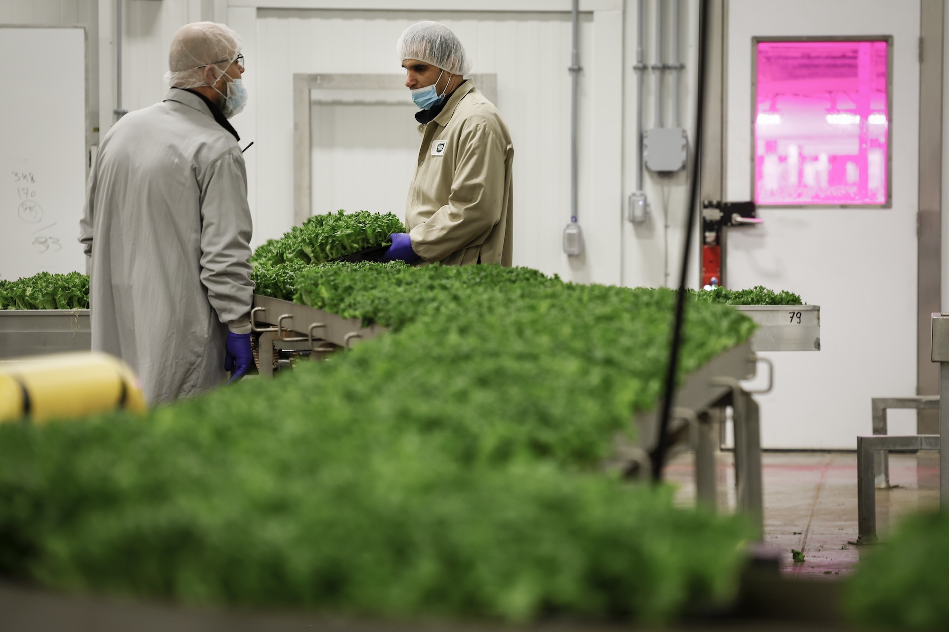 A shot of a zig-zagging conveyor full of bright-green leafy produce in an industrial-style building. Two workers in netted hats and masks stand by the conveyor near the back of the shot.