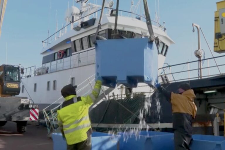 A shot of bins full of fish being lifted by crane onto a dock, with a large fishing boat in the background.