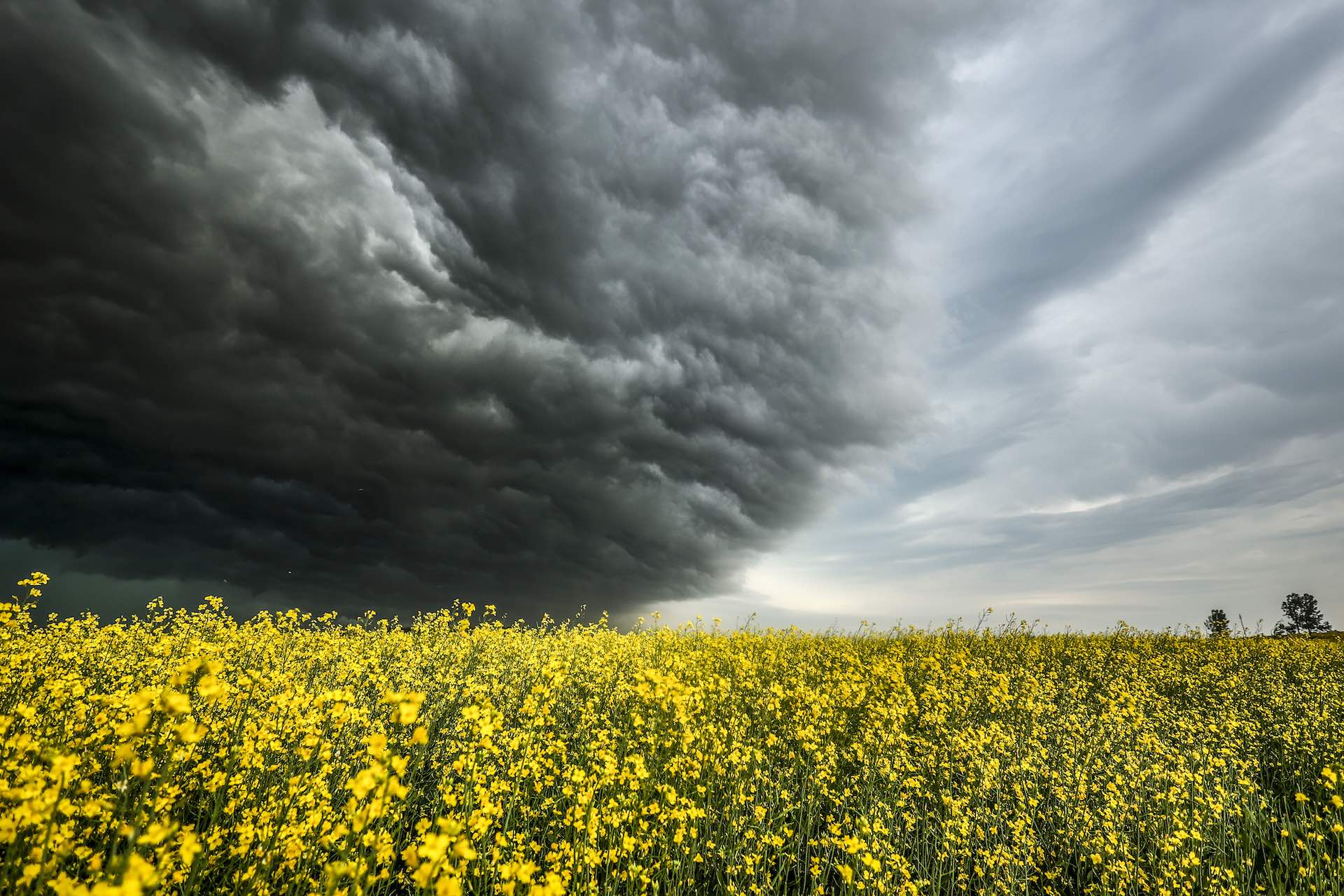 Black storm clouds building over a field of yellow canola flowers on a Prairie landscape. There a couple of trees on the right-hand horizon.