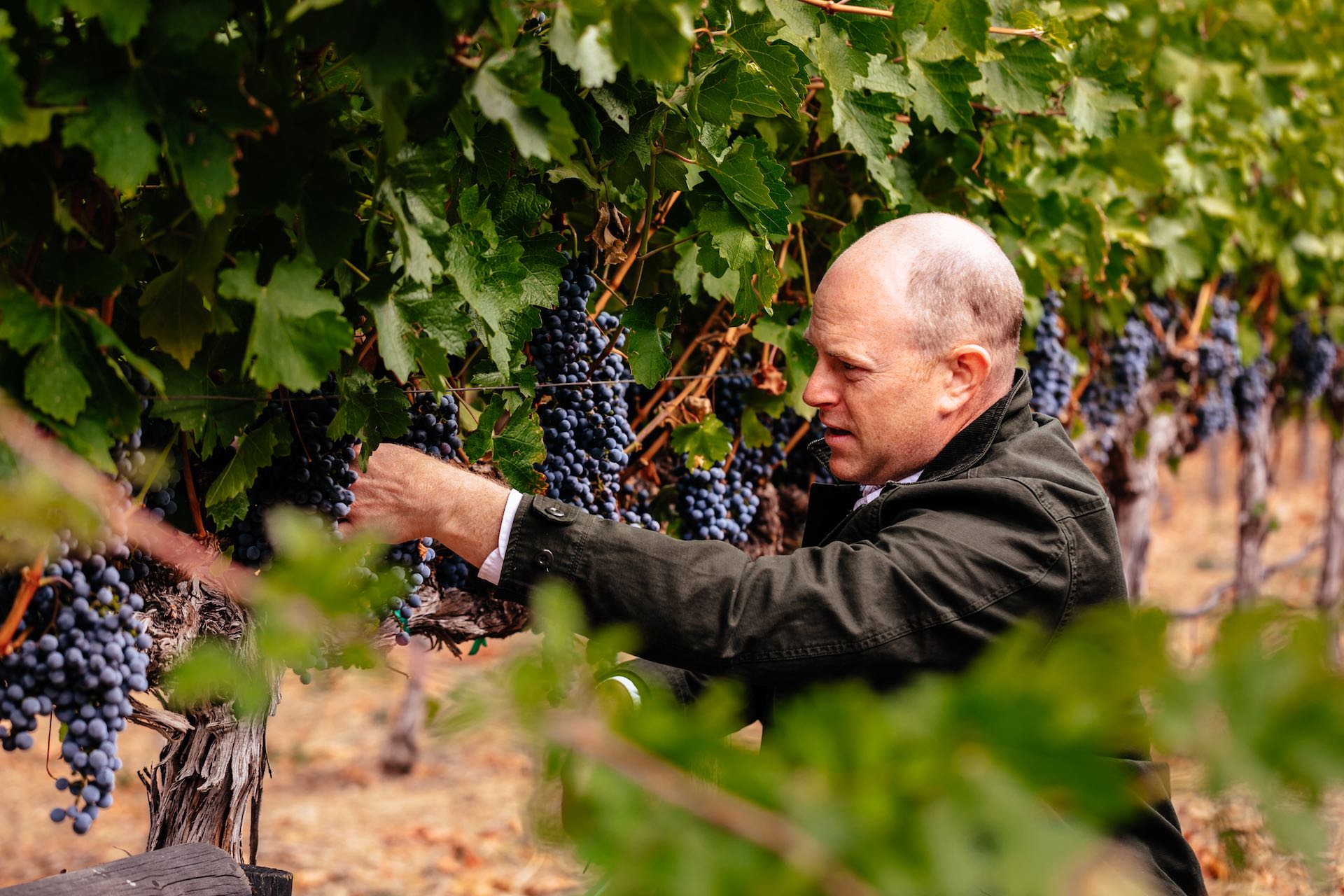 A shot of Sean McBride inspecting a bundle of deep-purple grapes on the vine, with an out-of-focus branch of leaves in the foreground.