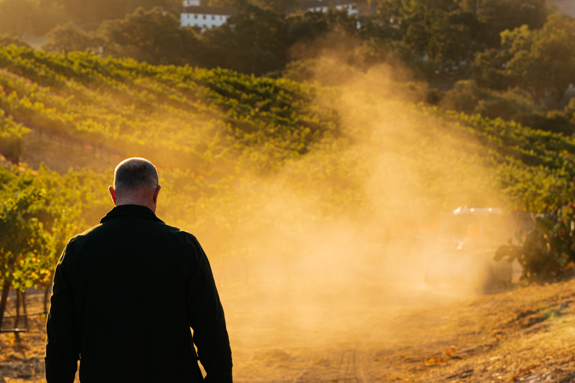 A shot from behind of Sean McBride walking down a dirt track, with rows of grapevines in the background. There is yellow evening light shining through a cloud of dust in front of him.