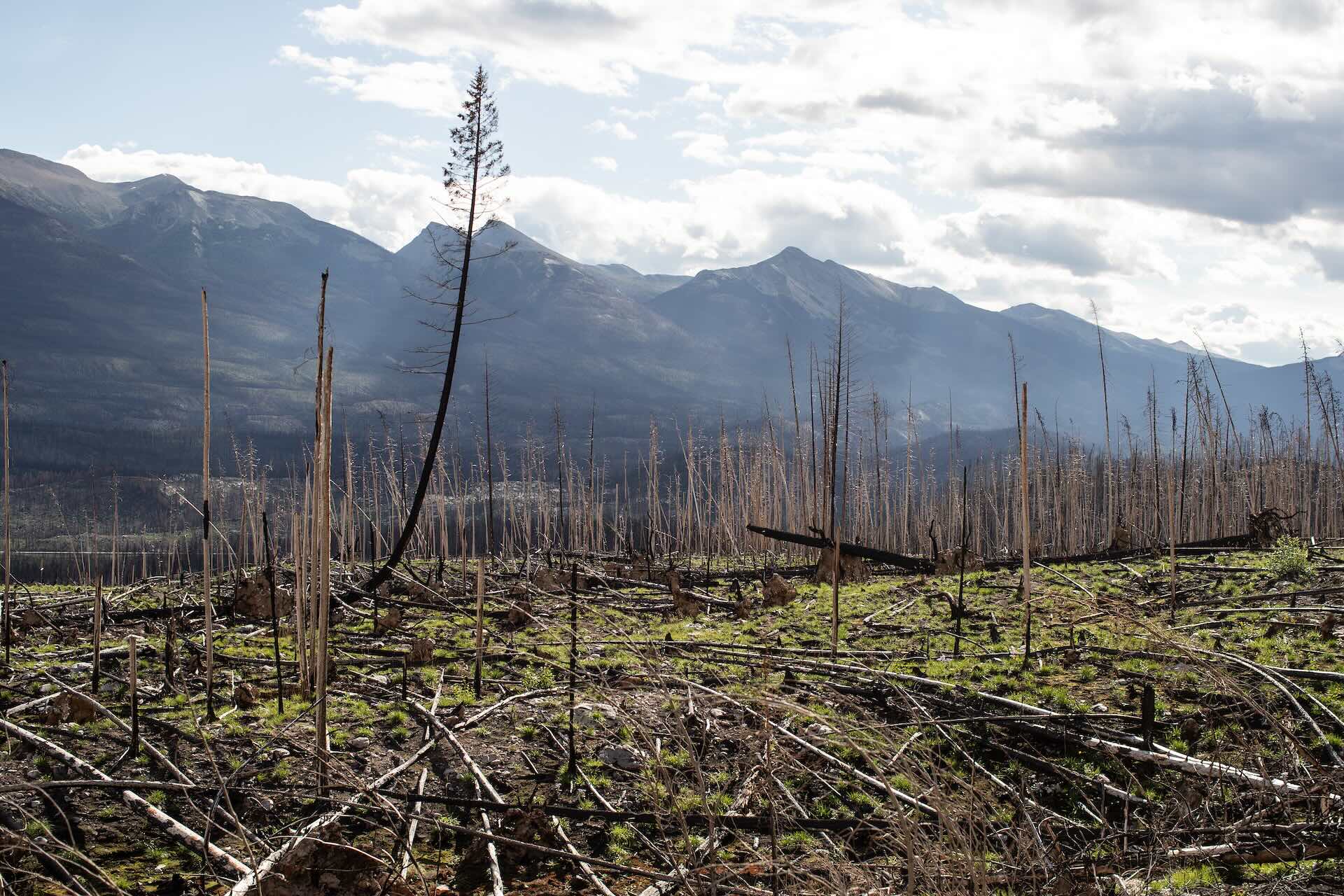 Burnt trees loom over fresh, green grass on the outskirts of the town of Jasper with
