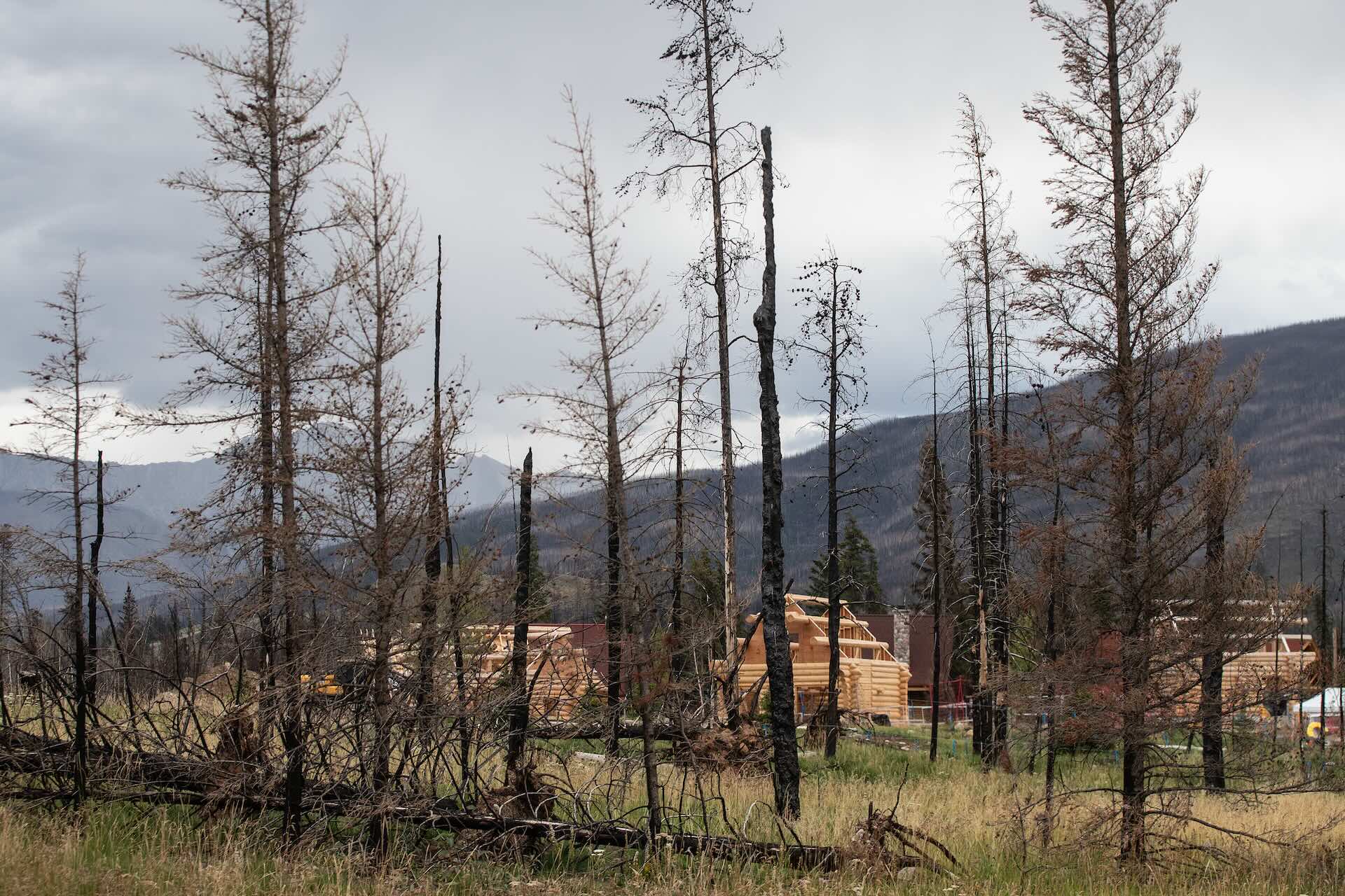 A handful of in-construction log cabins made with blonde-coloured wood can be seen behind a scattering of burnt trees.