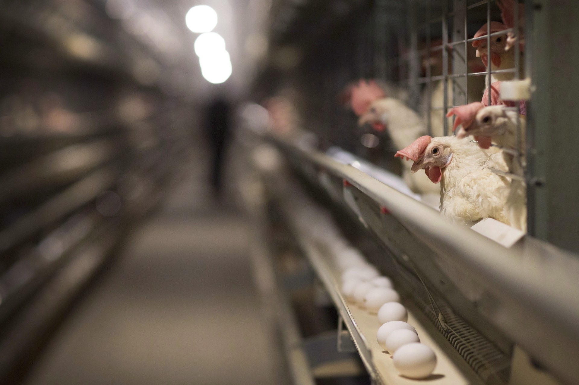 A shot of white chickens with their heads sticking out of cages in a large egg barn. A trough below the cages contains eggs laid by the chickens.