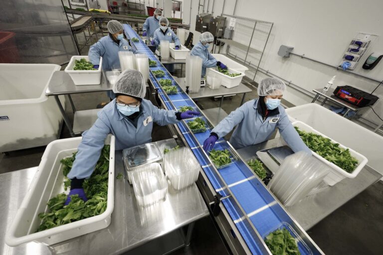 A high-angle shot of workers sorting and packing lettuce along conveyors in an industrial facility.