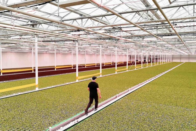 A man walks across a large greenhouse with large glass ceilings. He is walking on a white path through rows of green lettuce growing on the ground.
