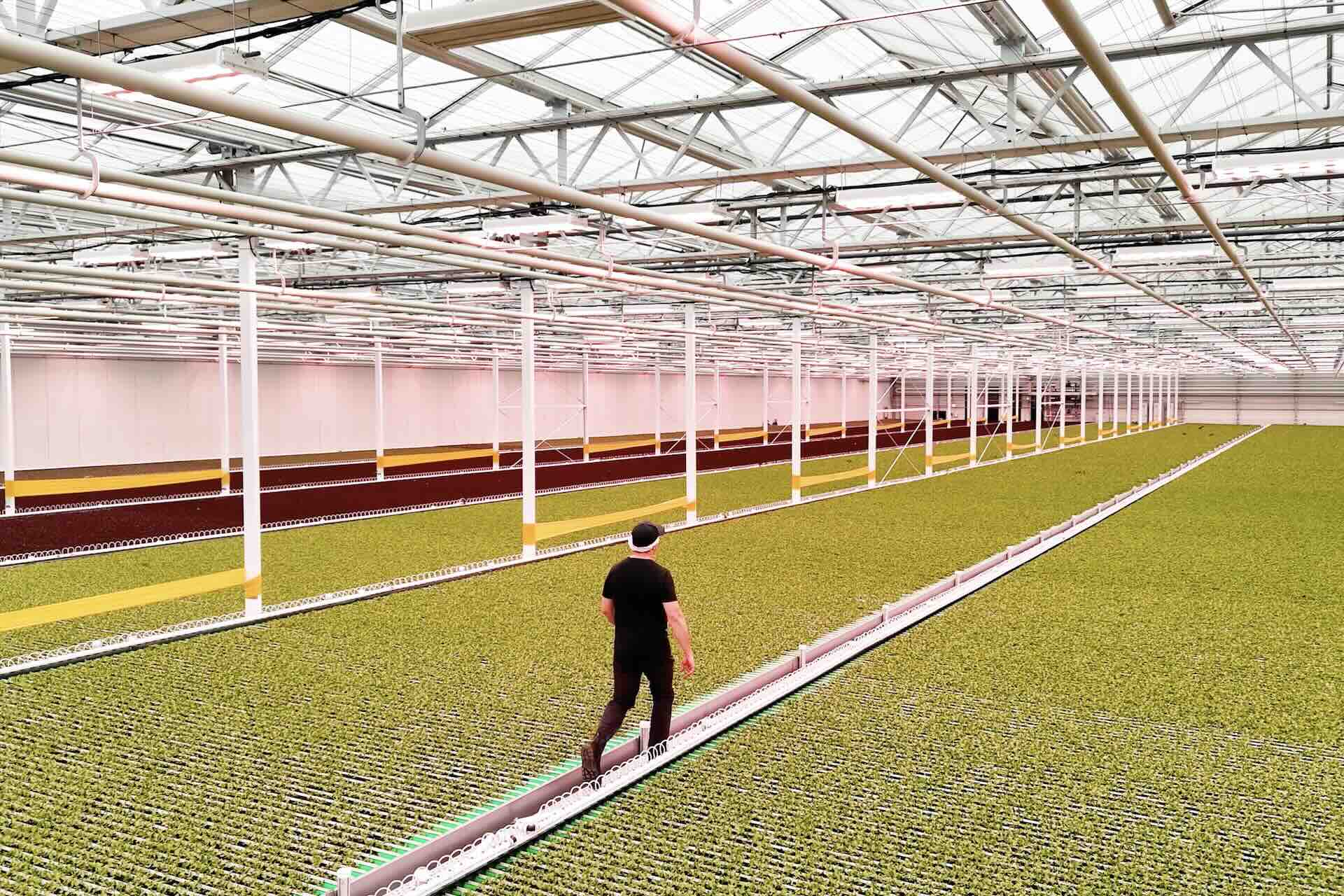 A man walks across a large greenhouse with large glass ceilings. He is walking on a white path through rows of green lettuce growing on the ground.